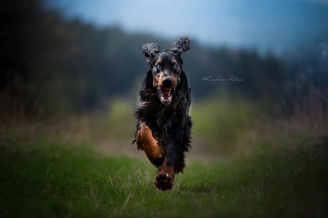 Z drogi śledzie SŁODKI Amcio jedzie 😁
.
.
#dogpoland #dog #dogadventures #dogphotography #dogsofinstagram #dogphotographycontests #dogfoto #dogs #dog #piesek #seter #seterirlandzki #hund #hundefotografie #hundphotography