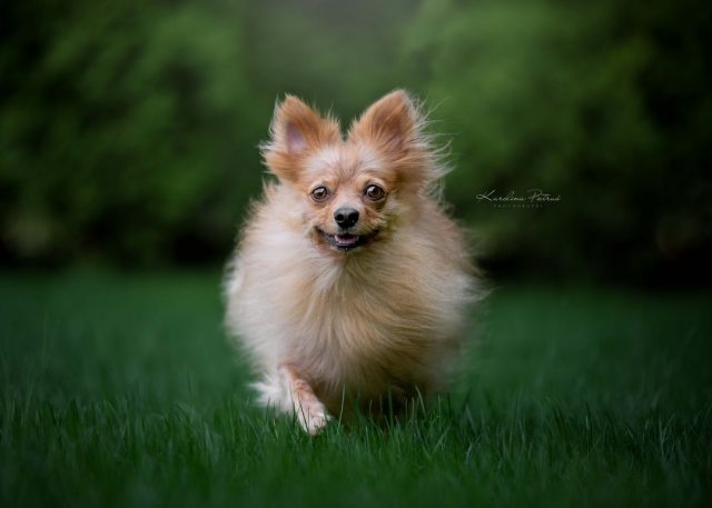Razem z Antoliszkiem życzymy Wam udanej majówki! 😊🐶🌸
.
.
#dogfoto #dogs #dog #dogportrait #fotografiapsow #hund #hundefotografie #fotografiapsow #piesek #dogpoland #nikonpolska #dogadventures