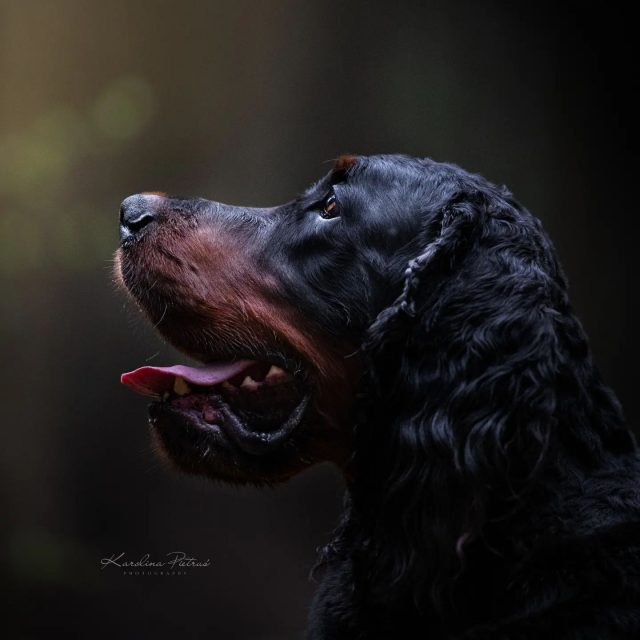 Dobranoc 🧡
.
#dogphotographycontests #dog #dogphotography #dogsofinstagram #dogfoto #doglover #dog #dogs #dogportrait #hund #hundefotografie #hundphotography