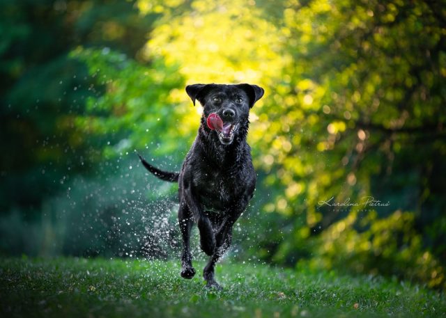 Biegniemy przez to latko! ☀️🤪

#dogphotography #dog #dogs #dogphotographer #dogphotoshoot #dogfoto #dogfotografie #hund #hundefotografie #lablador #