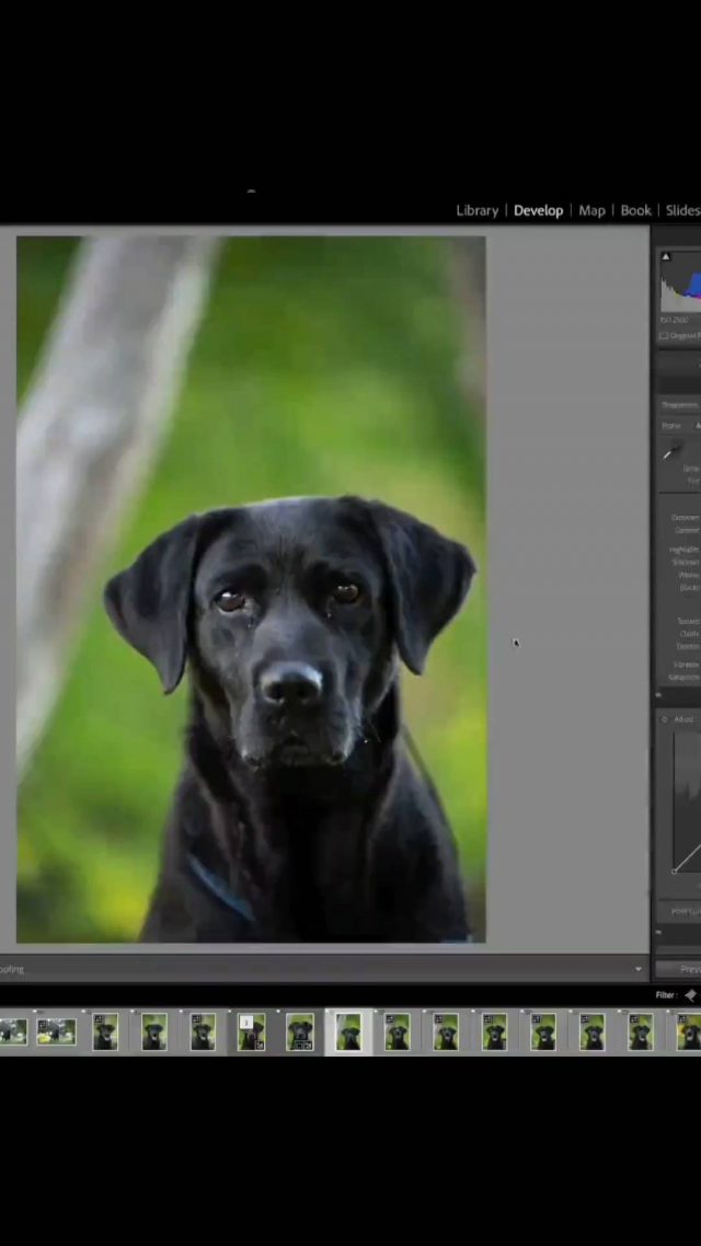 Portret Lory 🙂 
#dogphotography #dogfoto #photoahopedit