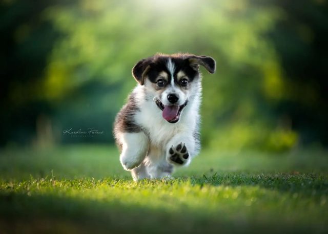 Uwaga! Słodkości na horyzoncie 🥯🧁🍩
#dogfoto #dogphotography #dog #piesek #puppy #puppylover #photography #dogphoto #dogportrait #puppyportrait